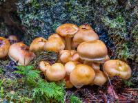 Pilzkolonie am Fuße eines Baumstammes